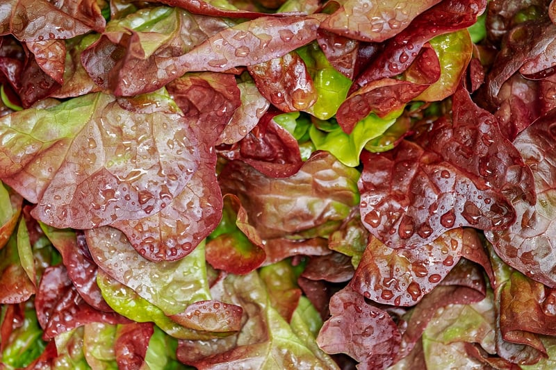 Fresh Salad Recipes